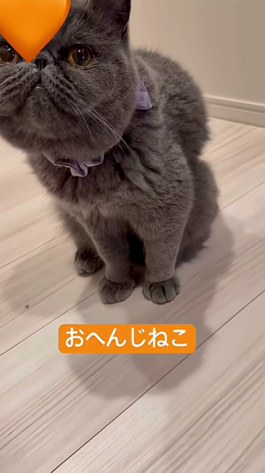 「おへんじねこ」のテキストと、何かを見上げる猫