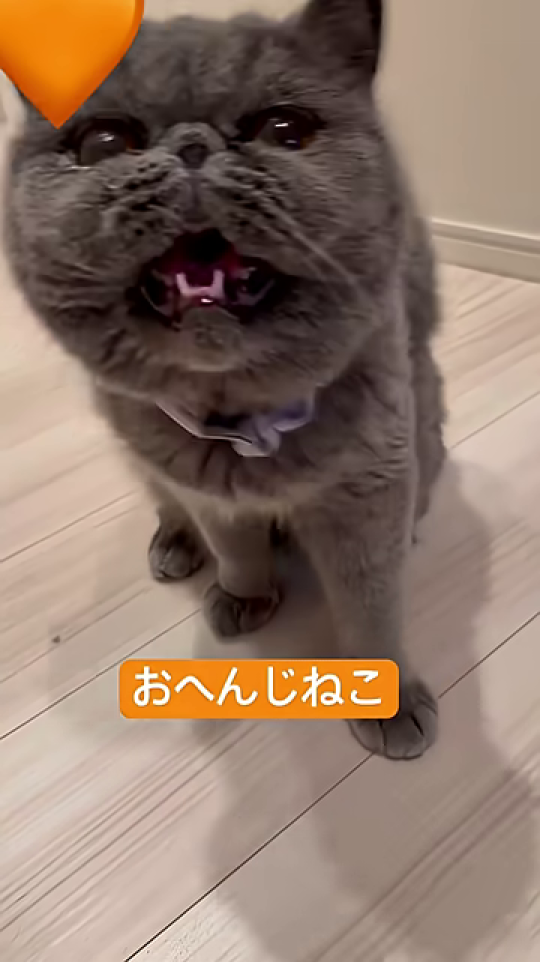 口を大きく開けて「おへんじ」をする猫