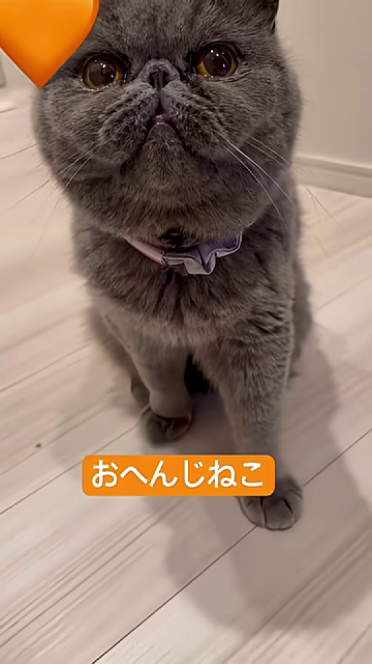 「おへんじ」を終えて、穏やかな表情の猫