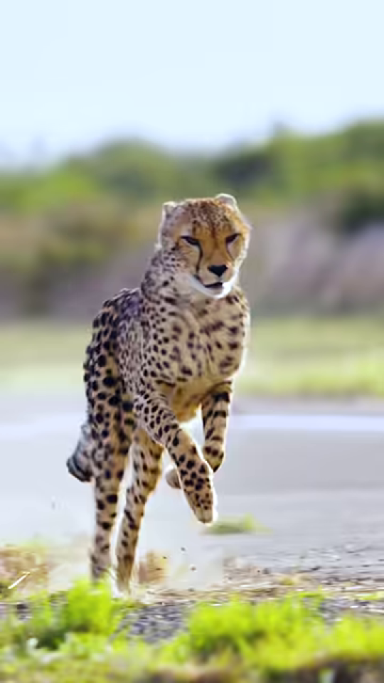 チーターが全速力で疾走する瞬間