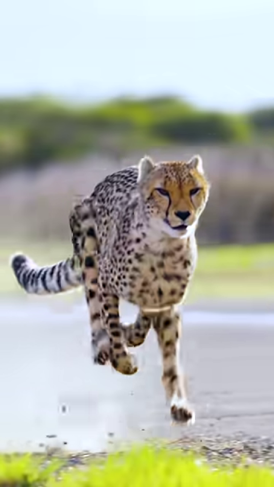 疾走するチーターの連続ショット