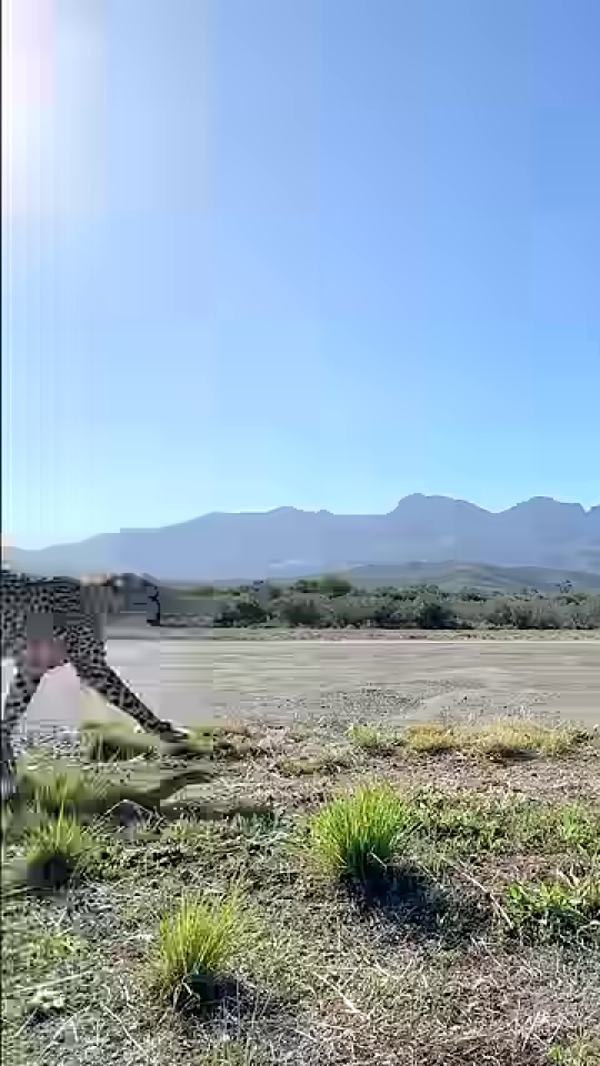 チーターの速い動きを捉えたブレたショット