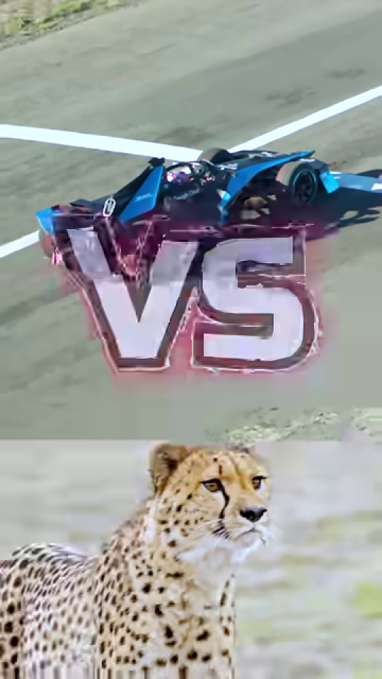 チーターとレーシングカーの「VS」対決表示