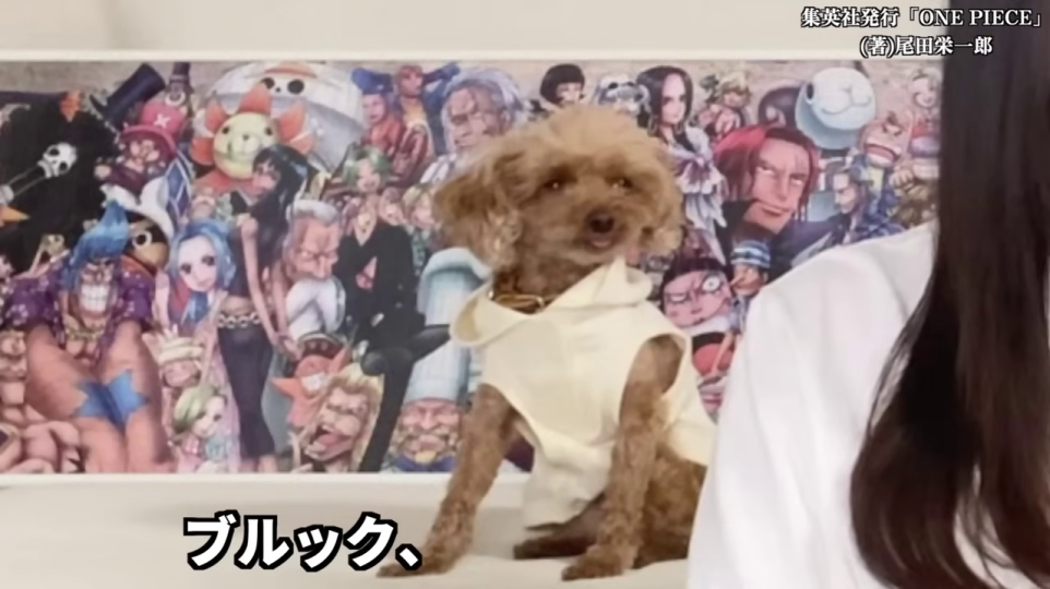 犬のクローズアップと「ブルック、」のテロップ