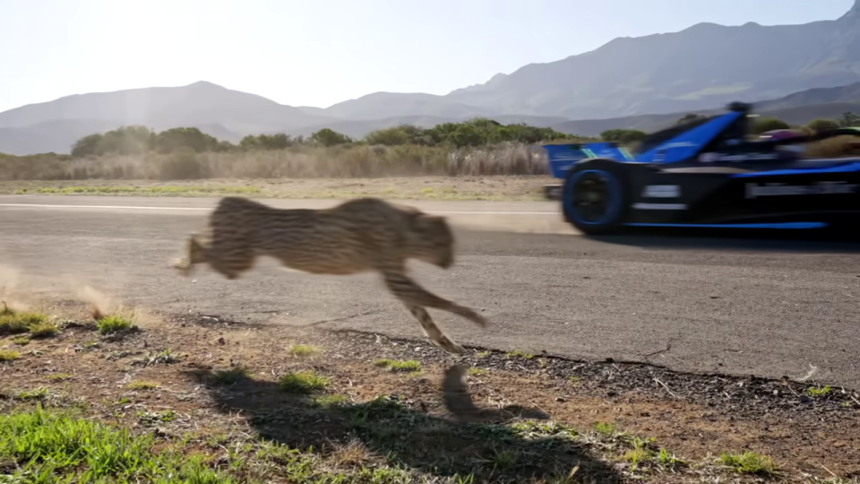 チーターとフォーミュラEカーの並走