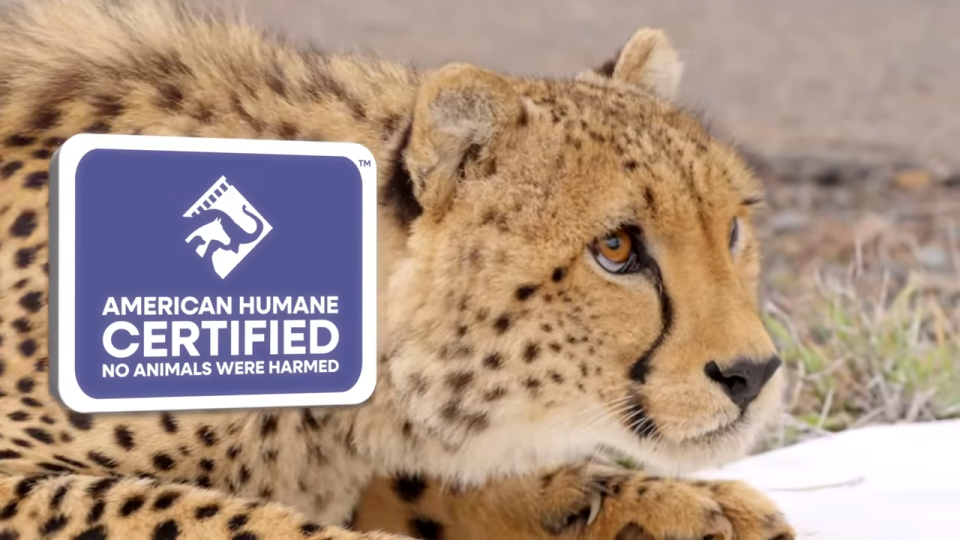 チーターのクローズアップと「NO ANIMALS WERE HARMED」の認証マーク