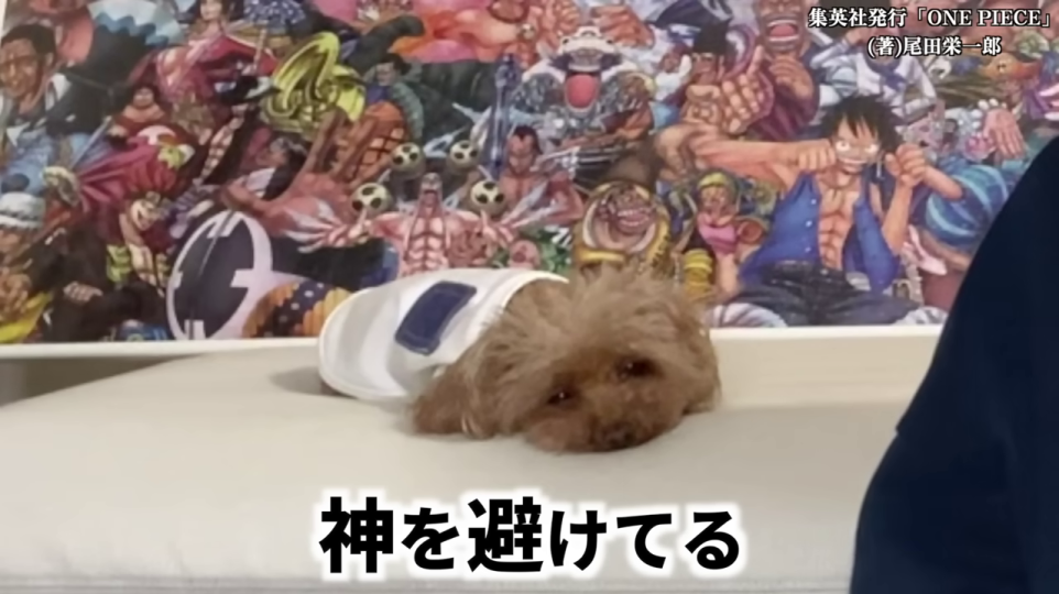 寝そべる犬と「神を避けてる」のテロップ