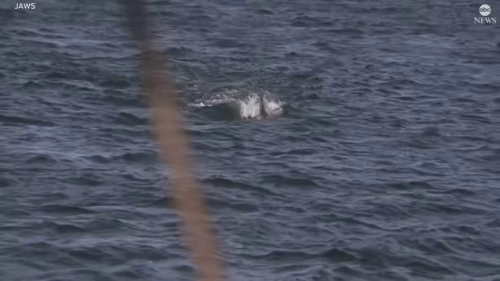 - 海面から突き出たサメの尾びれ