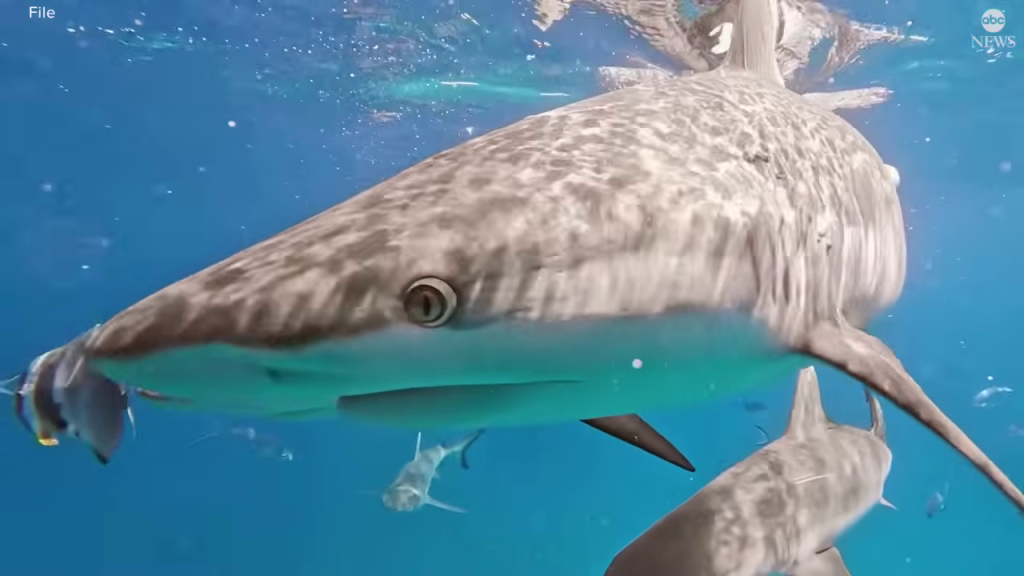 海中のサメ