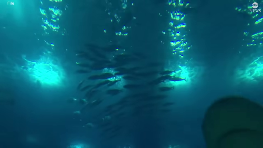 打ち上げられたサメ